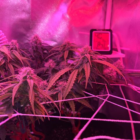 CannaBusta Rhymes  growlog timeline photo