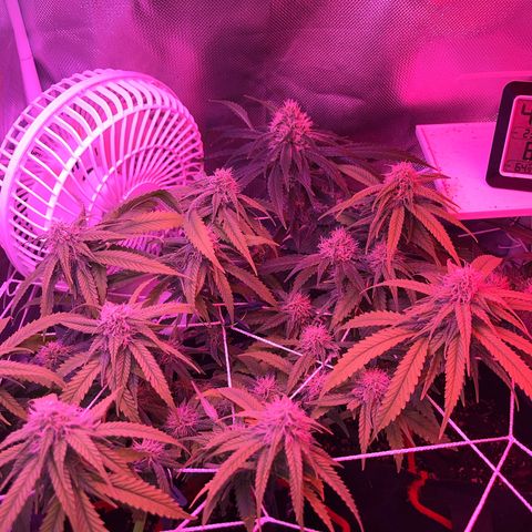 CannaBusta Rhymes  growlog timeline photo