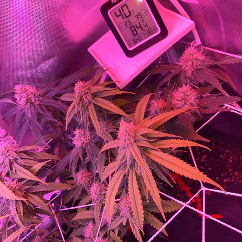 CannaBusta Rhymes  growlog timeline photo