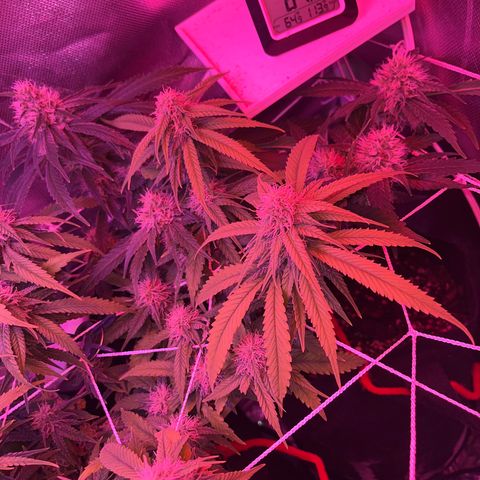 CannaBusta Rhymes  growlog timeline photo