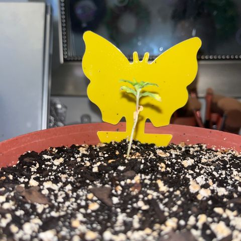 Plant-it at the disco growlog timeline photo
