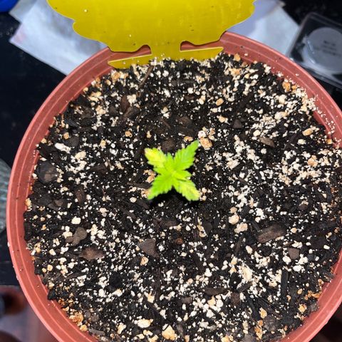 Plant-it at the disco growlog timeline photo