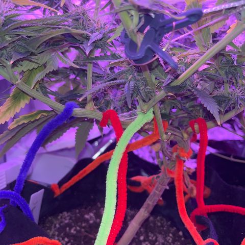 Amy Weedhouse growlog timeline photo