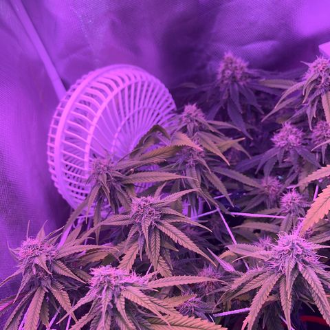 Amy Weedhouse growlog timeline photo