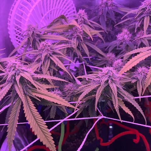 Amy Weedhouse growlog timeline photo