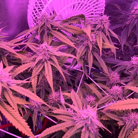 Amy Weedhouse growlog timeline photo