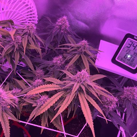 CannaBusta Rhymes  growlog timeline photo