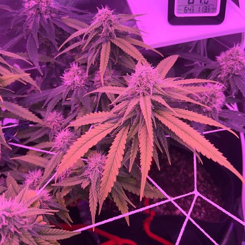 CannaBusta Rhymes  growlog timeline photo