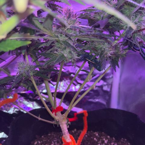 CannaBusta Rhymes  growlog timeline photo