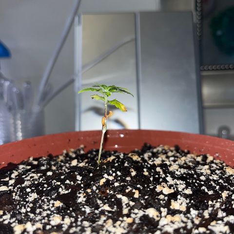 Plant-it at the disco growlog timeline photo