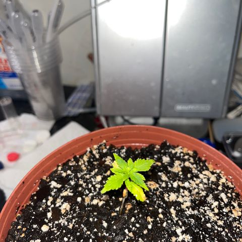 Plant-it at the disco growlog timeline photo