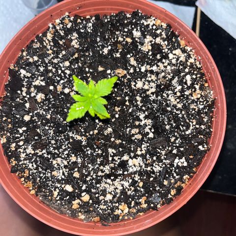 Plant-it at the disco growlog timeline photo
