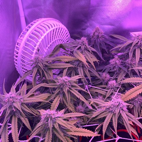 Amy Weedhouse growlog timeline photo