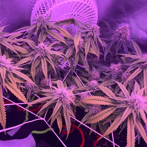 Amy Weedhouse growlog timeline photo