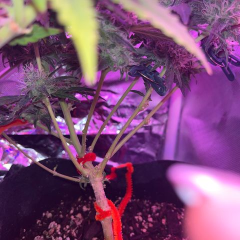 CannaBusta Rhymes  growlog timeline photo