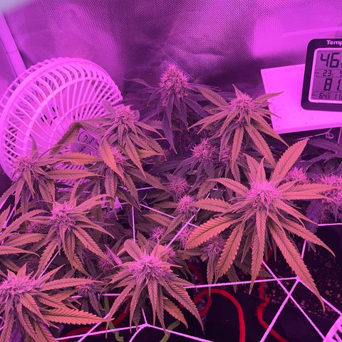CannaBusta Rhymes  growlog timeline photo