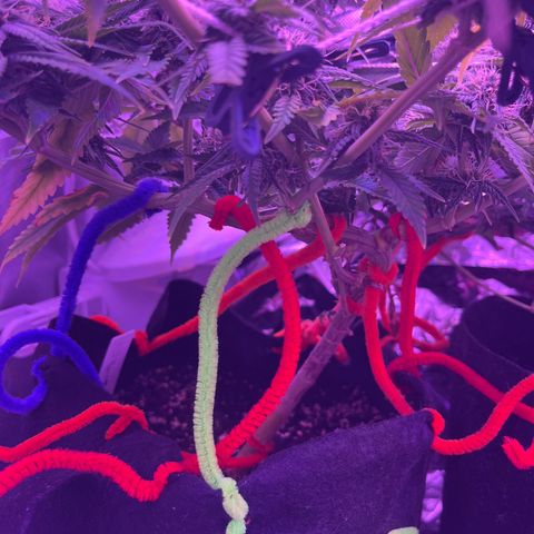 Amy Weedhouse growlog timeline photo
