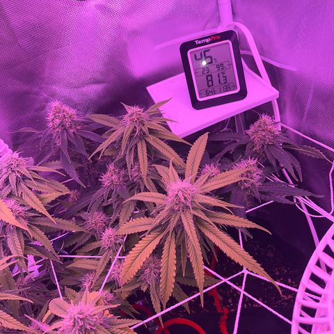 CannaBusta Rhymes  growlog timeline photo