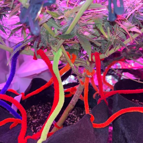 Amy Weedhouse growlog timeline photo