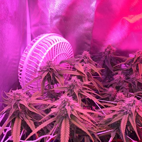 Amy Weedhouse growlog timeline photo