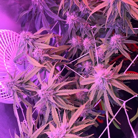 Amy Weedhouse growlog timeline photo