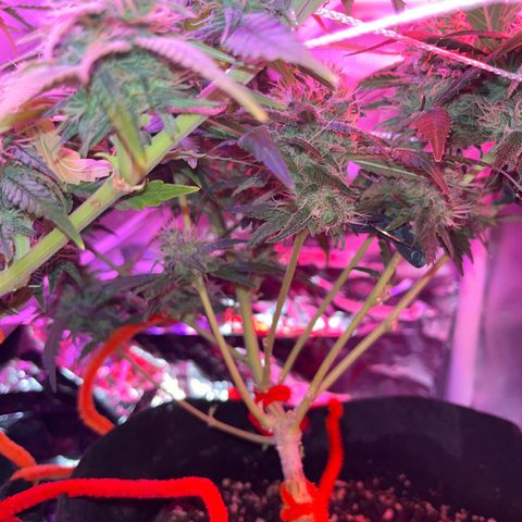 CannaBusta Rhymes  growlog timeline photo