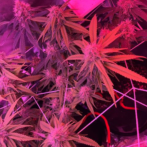 CannaBusta Rhymes  growlog timeline photo