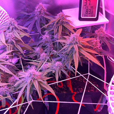 CannaBusta Rhymes  growlog timeline photo
