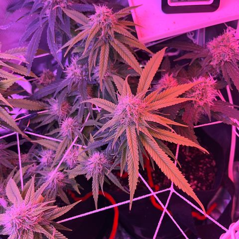 CannaBusta Rhymes  growlog timeline photo