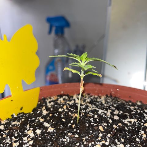 Plant-it at the disco growlog timeline photo