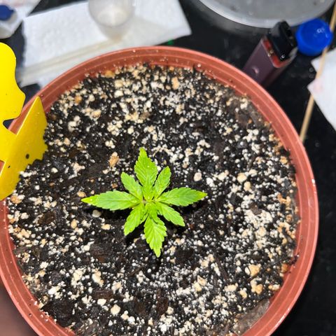 Plant-it at the disco growlog timeline photo