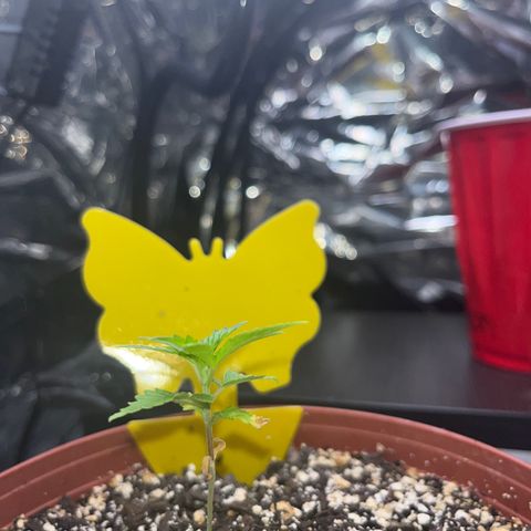 Plant-it at the disco growlog timeline photo