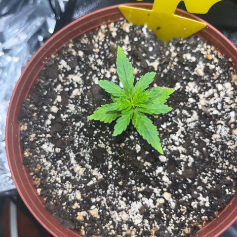 Plant-it at the disco growlog timeline photo
