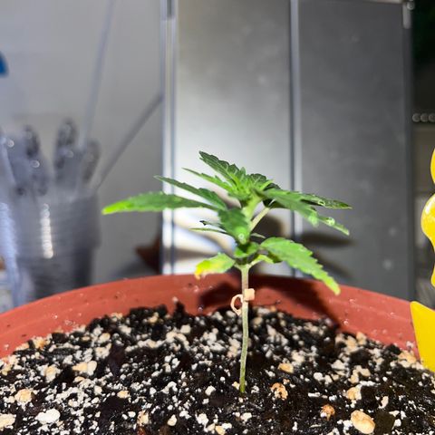 Plant-it at the disco growlog timeline photo