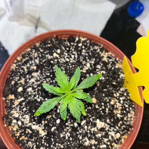 Plant-it at the disco growlog timeline photo