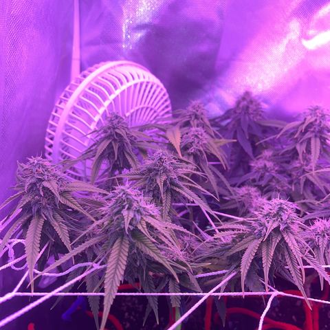 Amy Weedhouse growlog timeline photo