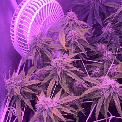 Amy Weedhouse growlog timeline photo