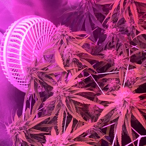 Amy Weedhouse growlog timeline photo