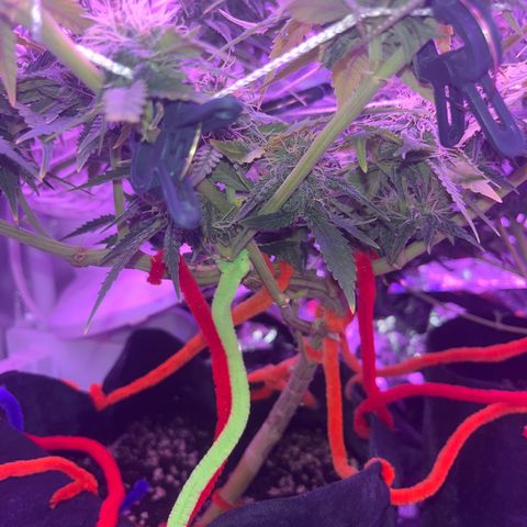 Amy Weedhouse growlog timeline photo