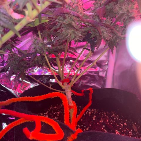 CannaBusta Rhymes  growlog timeline photo