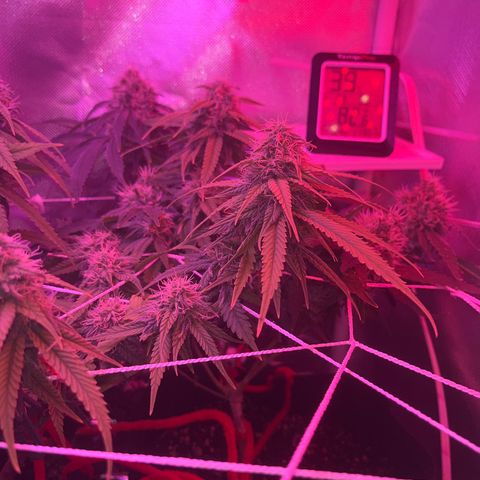 CannaBusta Rhymes  growlog timeline photo
