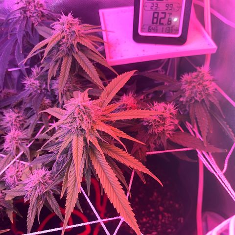 CannaBusta Rhymes  growlog timeline photo