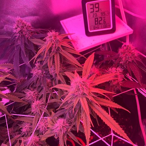CannaBusta Rhymes  growlog timeline photo