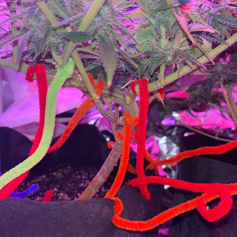 Amy Weedhouse growlog timeline photo