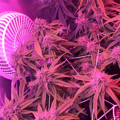 Amy Weedhouse growlog timeline photo