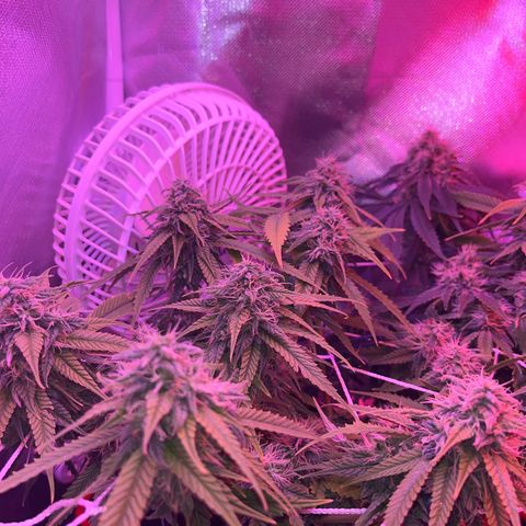 Amy Weedhouse growlog timeline photo
