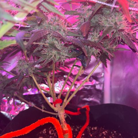 CannaBusta Rhymes  growlog timeline photo