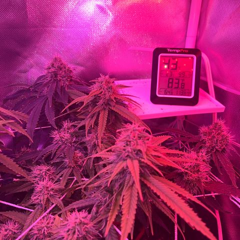 CannaBusta Rhymes  growlog timeline photo