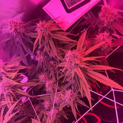 CannaBusta Rhymes  growlog timeline photo