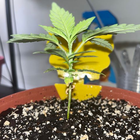 Plant-it at the disco growlog timeline photo